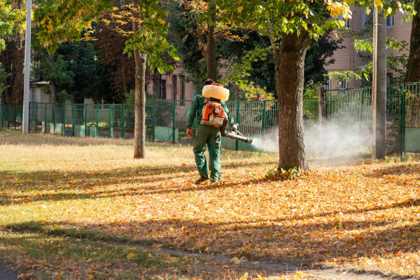 Reliable Baywood Park, CA Pest Control Solutions