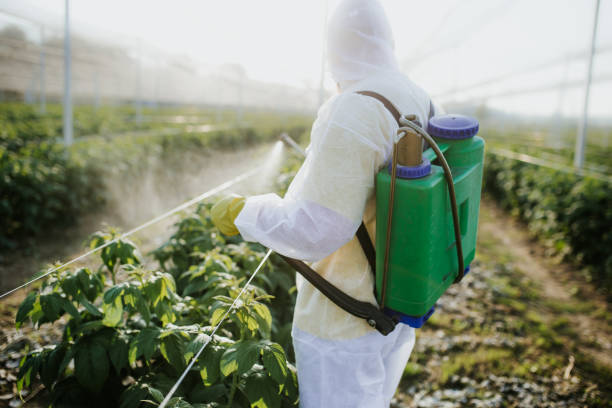 Best Termite Control Services  in Baywood Park, CA